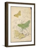 Brimstone Moth Swallowtail Moth Large Emerald-Lizars-Framed Art Print