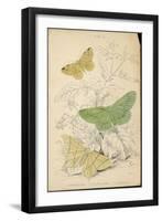 Brimstone Moth Swallowtail Moth Large Emerald-Lizars-Framed Art Print