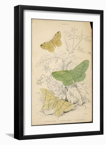 Brimstone Moth Swallowtail Moth Large Emerald-Lizars-Framed Art Print