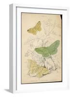 Brimstone Moth Swallowtail Moth Large Emerald-Lizars-Framed Art Print