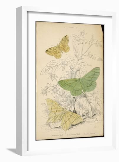 Brimstone Moth Swallowtail Moth Large Emerald-Lizars-Framed Art Print