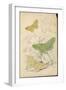 Brimstone Moth Swallowtail Moth Large Emerald-Lizars-Framed Art Print