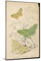 Brimstone Moth Swallowtail Moth Large Emerald-Lizars-Mounted Art Print