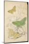 Brimstone Moth Swallowtail Moth Large Emerald-Lizars-Mounted Art Print