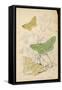 Brimstone Moth Swallowtail Moth Large Emerald-Lizars-Framed Stretched Canvas