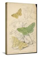 Brimstone Moth Swallowtail Moth Large Emerald-Lizars-Stretched Canvas