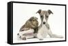 Brindle-And-White Whippet Puppy, 9 Weeks, with a Guinea Pig-Mark Taylor-Framed Stretched Canvas