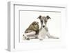 Brindle-And-White Whippet Puppy, 9 Weeks, with a Guinea Pig-Mark Taylor-Framed Photographic Print