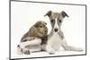 Brindle-And-White Whippet Puppy, 9 Weeks, with a Guinea Pig-Mark Taylor-Mounted Photographic Print