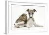 Brindle-And-White Whippet Puppy, 9 Weeks, with a Guinea Pig-Mark Taylor-Framed Photographic Print