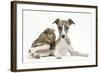 Brindle-And-White Whippet Puppy, 9 Weeks, with a Guinea Pig-Mark Taylor-Framed Photographic Print