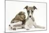 Brindle-And-White Whippet Puppy, 9 Weeks, with a Guinea Pig-Mark Taylor-Mounted Photographic Print