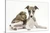 Brindle-And-White Whippet Puppy, 9 Weeks, with a Guinea Pig-Mark Taylor-Stretched Canvas