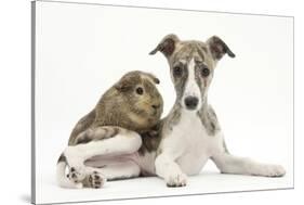 Brindle-And-White Whippet Puppy, 9 Weeks, with a Guinea Pig-Mark Taylor-Stretched Canvas