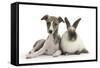 Brindle-And-White Whippet Puppy, 9 Weeks, with Colourpoint Rabbit-Mark Taylor-Framed Stretched Canvas