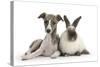 Brindle-And-White Whippet Puppy, 9 Weeks, with Colourpoint Rabbit-Mark Taylor-Stretched Canvas