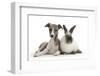 Brindle-And-White Whippet Puppy, 9 Weeks, with Colourpoint Rabbit-Mark Taylor-Framed Photographic Print