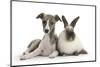 Brindle-And-White Whippet Puppy, 9 Weeks, with Colourpoint Rabbit-Mark Taylor-Mounted Photographic Print