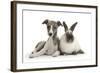 Brindle-And-White Whippet Puppy, 9 Weeks, with Colourpoint Rabbit-Mark Taylor-Framed Photographic Print