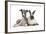 Brindle-And-White Whippet Puppy, 9 Weeks, with Colourpoint Rabbit-Mark Taylor-Framed Photographic Print