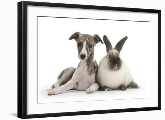 Brindle-And-White Whippet Puppy, 9 Weeks, with Colourpoint Rabbit-Mark Taylor-Framed Photographic Print