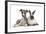 Brindle-And-White Whippet Puppy, 9 Weeks, with Colourpoint Rabbit-Mark Taylor-Framed Photographic Print