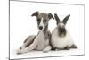 Brindle-And-White Whippet Puppy, 9 Weeks, with Colourpoint Rabbit-Mark Taylor-Mounted Photographic Print