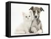 Brindle-And-White Whippet Puppy, 9 Weeks, with White Maine Coon-Cross Kitten-Mark Taylor-Framed Stretched Canvas