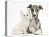 Brindle-And-White Whippet Puppy, 9 Weeks, with White Maine Coon-Cross Kitten-Mark Taylor-Stretched Canvas