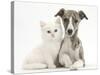 Brindle-And-White Whippet Puppy, 9 Weeks, with White Maine Coon-Cross Kitten-Mark Taylor-Stretched Canvas