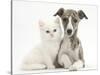 Brindle-And-White Whippet Puppy, 9 Weeks, with White Maine Coon-Cross Kitten-Mark Taylor-Stretched Canvas