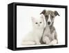 Brindle-And-White Whippet Puppy, 9 Weeks, with White Maine Coon-Cross Kitten-Mark Taylor-Framed Stretched Canvas