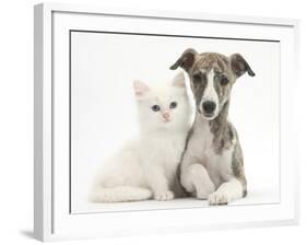 Brindle-And-White Whippet Puppy, 9 Weeks, with White Maine Coon-Cross Kitten-Mark Taylor-Framed Photographic Print