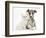 Brindle-And-White Whippet Puppy, 9 Weeks, with White Maine Coon-Cross Kitten-Mark Taylor-Framed Photographic Print