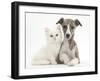 Brindle-And-White Whippet Puppy, 9 Weeks, with White Maine Coon-Cross Kitten-Mark Taylor-Framed Photographic Print