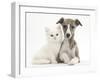 Brindle-And-White Whippet Puppy, 9 Weeks, with White Maine Coon-Cross Kitten-Mark Taylor-Framed Photographic Print