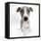 Brindle-And-White Whippet Puppy, 9 Weeks-Mark Taylor-Framed Stretched Canvas