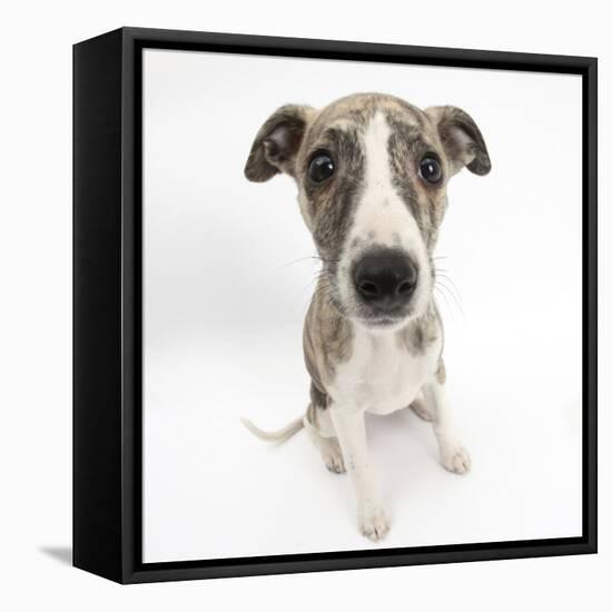 Brindle-And-White Whippet Puppy, 9 Weeks-Mark Taylor-Framed Stretched Canvas