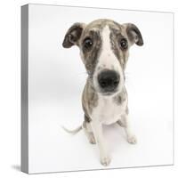 Brindle-And-White Whippet Puppy, 9 Weeks-Mark Taylor-Stretched Canvas