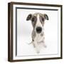 Brindle-And-White Whippet Puppy, 9 Weeks-Mark Taylor-Framed Premium Photographic Print