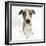 Brindle-And-White Whippet Puppy, 9 Weeks-Mark Taylor-Framed Premium Photographic Print