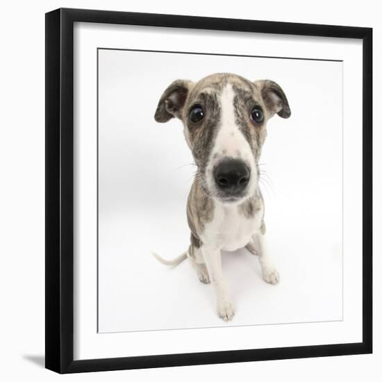 Brindle-And-White Whippet Puppy, 9 Weeks-Mark Taylor-Framed Premium Photographic Print