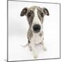 Brindle-And-White Whippet Puppy, 9 Weeks-Mark Taylor-Mounted Premium Photographic Print