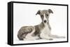 Brindle-And-White Whippet Puppy, 9 Weeks-Mark Taylor-Framed Stretched Canvas