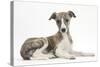 Brindle-And-White Whippet Puppy, 9 Weeks-Mark Taylor-Stretched Canvas