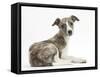 Brindle-And-White Whippet Puppy, 9 Weeks-Mark Taylor-Framed Stretched Canvas