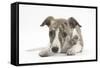 Brindle-And-White Whippet Puppy, 9 Weeks-Mark Taylor-Framed Stretched Canvas