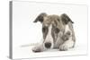 Brindle-And-White Whippet Puppy, 9 Weeks-Mark Taylor-Stretched Canvas