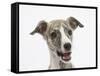 Brindle-And-White Whippet Puppy, 9 Weeks-Mark Taylor-Framed Stretched Canvas