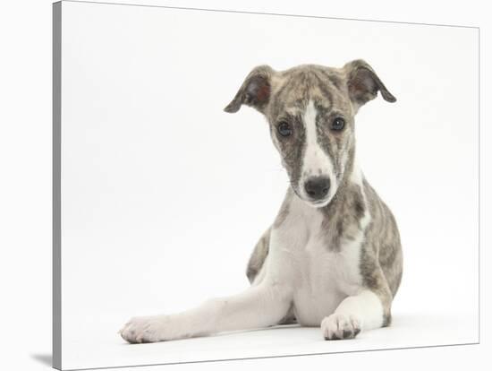 Brindle-And-White Whippet Puppy, 9 Weeks-Mark Taylor-Stretched Canvas